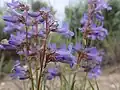 Flowers of Penstemon aridus