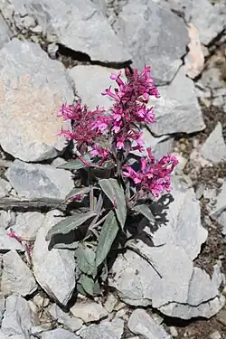 Small plant with very pointed dark green leaves and small pink flowers at the top of its stems growing in broken gray stones