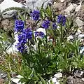 Flowers of Penstemon procerus