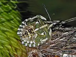 Carpocoris fuscispinus, nymph