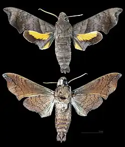 Perigonia pallida