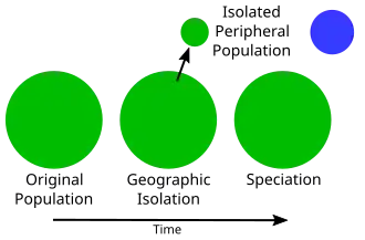Simple model of speciation from isolation