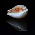 Perisserosa guttata azumai
