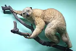 Brown potto