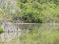 A tropical salt pond surrounded by mangrove trees. Birds are in the pond.