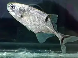 P. zakoni