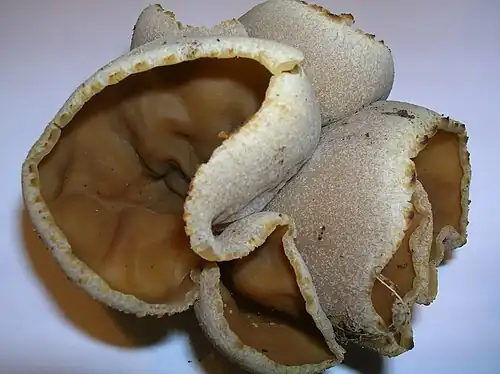 Detail of a cup found growing in gravel at the base of a wall