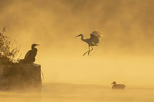 A great cormorant, little egret and gadwell duck in Taudaha Lake