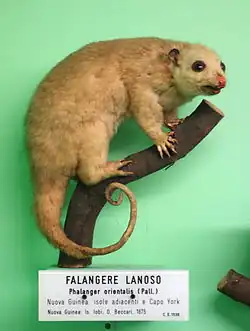 Brown cuscus