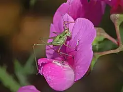Phaneroptera cf. nana, nymph