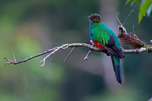 female, Peru