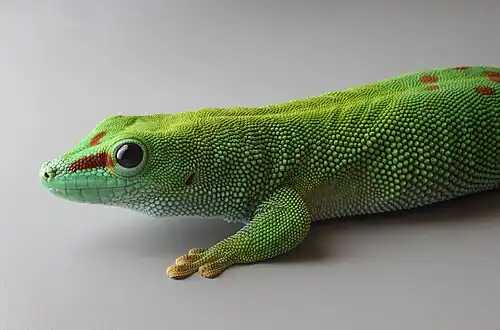 Image 12 Phelsuma grandis Photograph: H. Krisp Phelsuma grandis is a species of day gecko that lives in Madagascar. Found in a wide range of habitats, it can measure up to 30 centimetres (12&nbsp;in) in length. More selected pictures