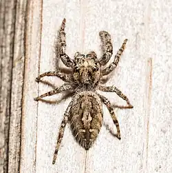 Subadult Male - Dorsal View