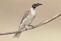 Adult in New South Wales