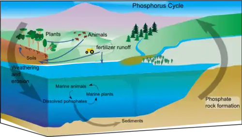 Diagram of the phosphorus cycle