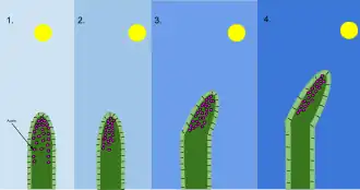 A diagram of the mechanism of phototropism in oat coleoptiles