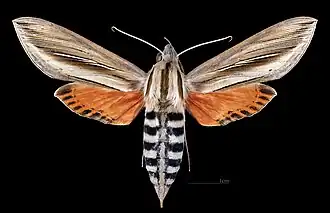 Phryxus caicus ♀