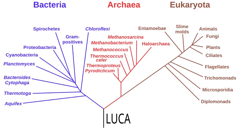Phylogenetic tree based on rRNA genes data (Woese et al., 1990)[122] showing the 3&nbsp;life domains, with the last universal common ancestor (LUCA) at its root