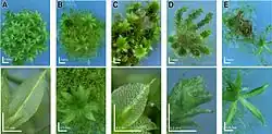 Physcomitrella knockout mutants: Deviating phenotypes induced by transformation with a gene-disruption-library. Physcomitrella wild-type and transformed plants were grown on minimal Knop medium to induce differentiation and development of gametophores. For each plant, an overview (upper row; scale bar corresponds to 1&nbsp;mm) and a close-up (bottom row; scale bar equals 0.5&nbsp;mm) are shown. A: Haploid wild-type moss plant completely covered with leafy gametophores and close-up of wild-type leaf. B–E: Different mutants.[25]