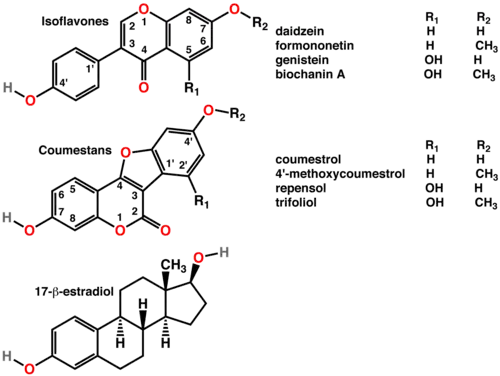 Polyphenols include phytoestrogens (top and middle), mimics of animal estrogen (bottom).[87]