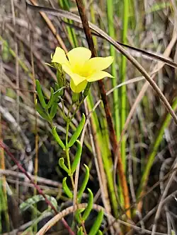 A stem with narrow, ascending leaves topped with a yellow cuplike flower with five pointed lobes