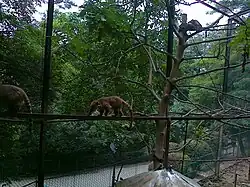 South American coati