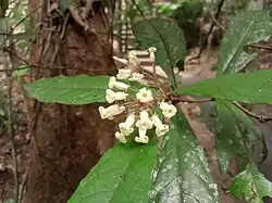 Inflorescence