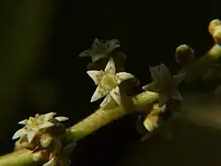 Detail of flowers