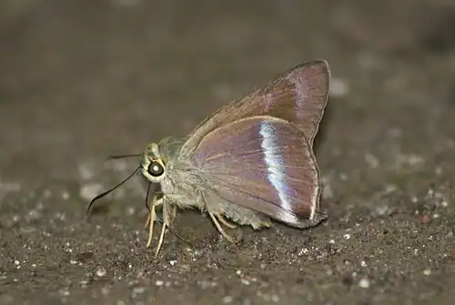 Plain banded awl (Hasora vitta)