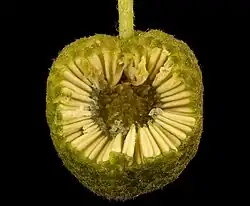 Fruit cutaway