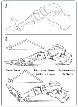 anatomical diagram