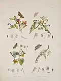 A plate from Australian Lepidoptera and their transformations, drawn from the life
