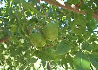 Unripe fruit