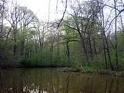 In the Leipzig Riverside Forest