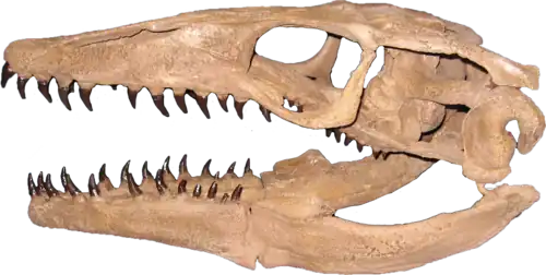 Plioplatecarpus skull
