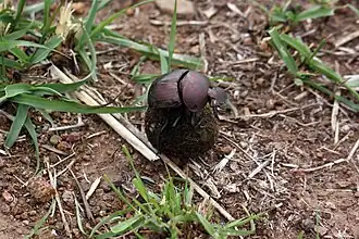 The beetle starts to turn around.