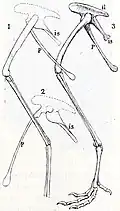 Drawing of tail bones