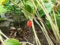 The approximately 5&nbsp;cm long ripe fruit
