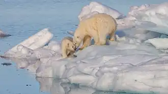 A polar bear and its cub stand on sea ice near clear blue water with few waves.