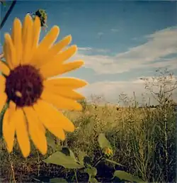 Sample shot of Polaroid Type 600, ISO 640, color film, 2009.