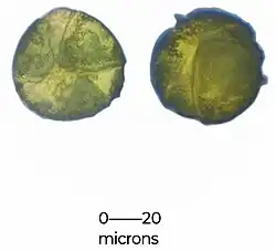 Pollen grains