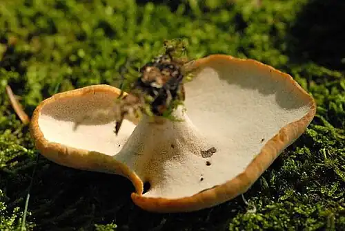 The mushroom's underside