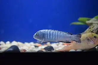 A view from lake aquarium