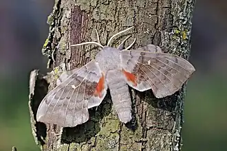 Imago, showing orange-red basal patch on hindwing