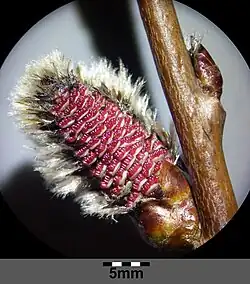 A catkin in which the pollen has yet to be released from the red sections