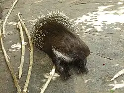 Porcupine