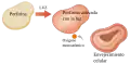 Light-activated porphyrin. Monatomic oxygen. Cellular aging