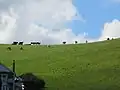 Cattle in Port Isaac