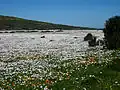 Spring flowers in the Postberg area during August to September