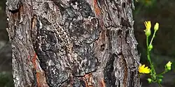 Prairie lizard (S. consobrinus)